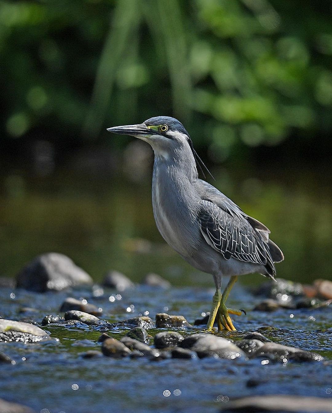 Striated heron